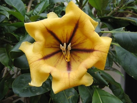 Blume